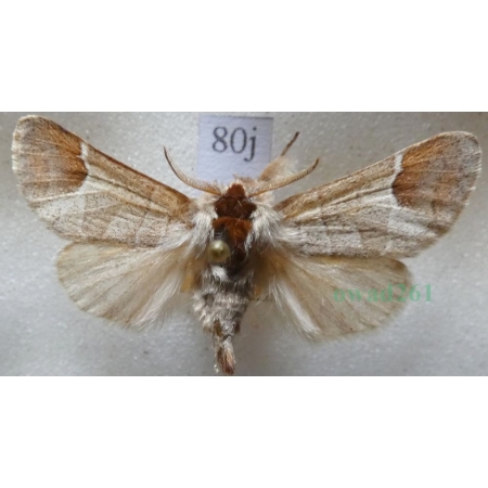 Clostera curtula (Linnaeus, 1758) male Wzjeżka łozówka Czech80j